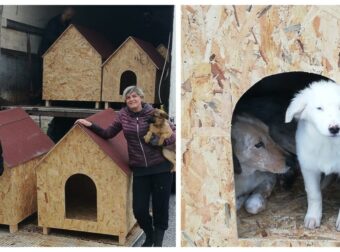 Πανέμορφα ξύλινα σπιτάκια για τα ζώα του καταφυγίου προσωρινής φύλαξης έφτιαξε ο Δήμος Σιδηροκάστρου