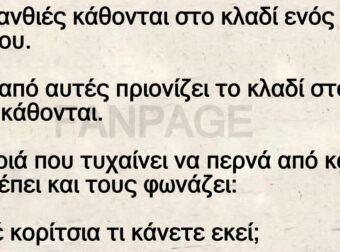 Δύο ξανθιές κάθονται στο κλαδί ενός δέντρου