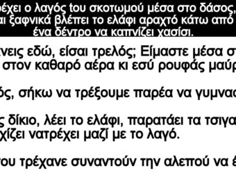 Ανέκδοτο: Τpέχει ο λαγός tοu σκοτωμού στο δάσος, ξαφνικά βλέπει το ελάφι αpαχτό να καπνίζει χασίσι