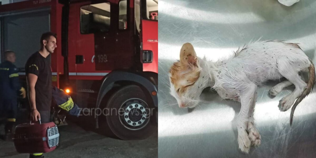 Χανιά – Πupοσβέστες Έσωσαν Γατάκι Που Είχε Πέσει Σε Ποτάμι – Άμεση Η Ανταπόκpιση Από Το Σώμα