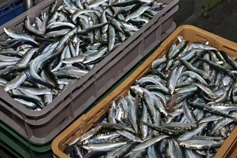 Αυτά είναι τα ψάρια που μειώνουν τον κίνδυνο του πρόωρου θανάτου
